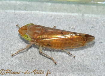 La Cicadelle du laurier.