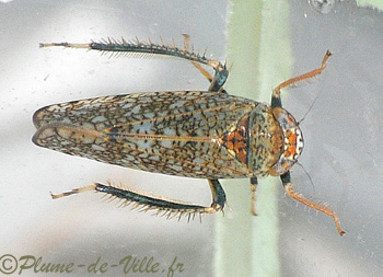 La Cicadelle mosaïque.