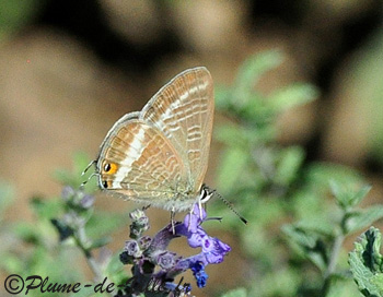 L'Azur&eacute; porte-queue. [Lampides boeticus