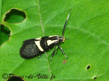 [Dasycera (=Esperia) oliviella