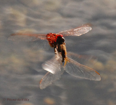 Crocothemis &eacute;carlate
