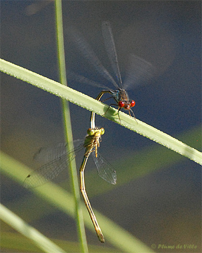 Na&iuml;ade au corps vert