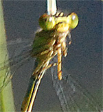 Na&iuml;ade au corps vert.