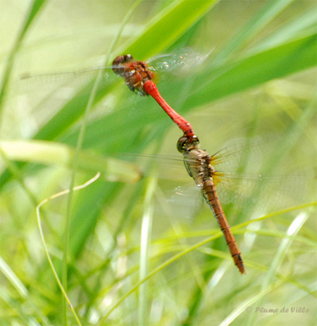 Ponte sympetrum sanguin