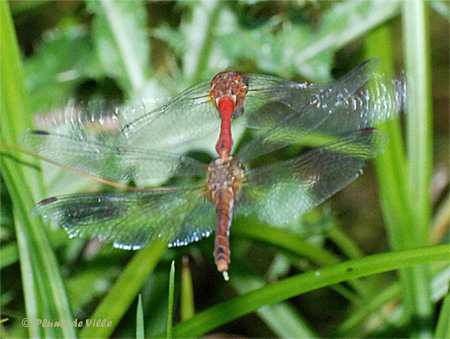 Ponte sympetrum sanguin
