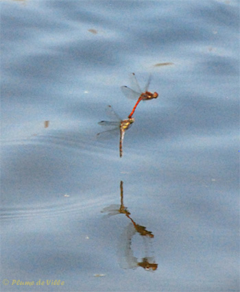 Ponte sympetrum strie