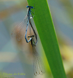 Agrion larges pattes Agrion à larges pattes
