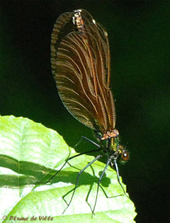 Caloptéryx vierge Caloptéryx vierge