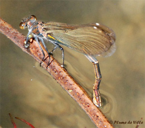 Calopt&eacute;ryx vierge