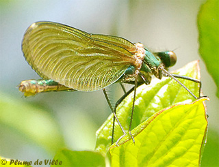 Caloptéryx éclatant Caloptéryx éclatant