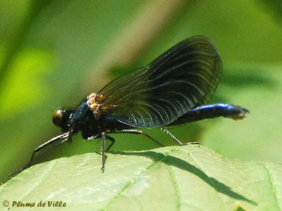 Caloptéryx éclatant Caloptéryx éclatant