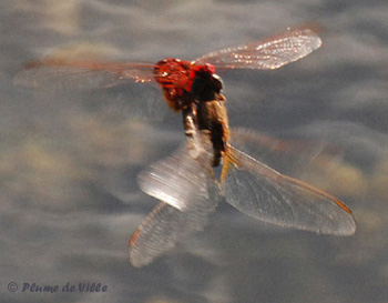 Crocoth&eacute;mis &eacute;carlate