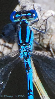 Na&iuml;ade aux yeux bleus