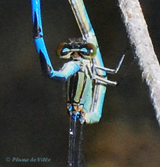 Na&iuml;ade yeux bleus