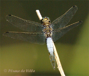 Orthetrum r&eacute;ticul&eacute;