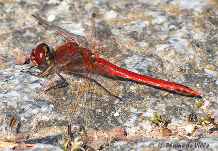 Symp&eacute;trum &agrave; nervures rouges