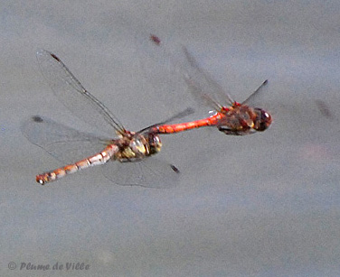 Sympetrum strie