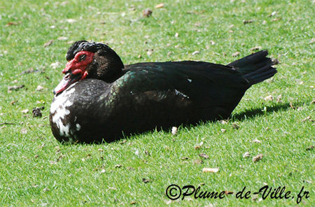 Le Canard de Barbarie