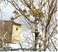 Nichoir install&eacute;