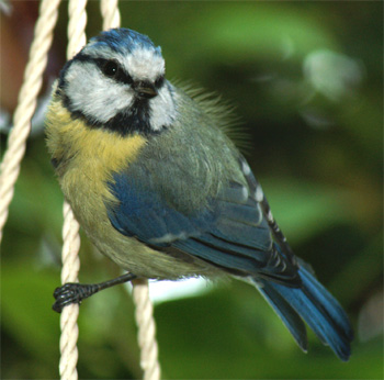 M&eacute;sange bleue