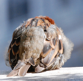 Boule de moineau