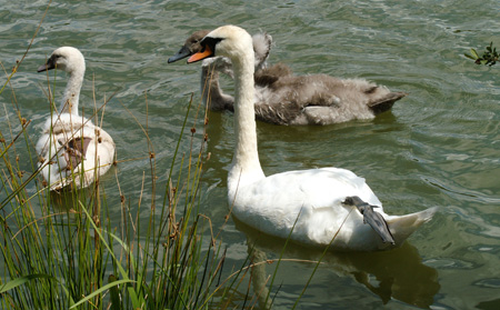 Cygne