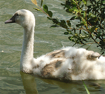 Jeune cygne