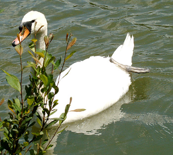 Cygne
