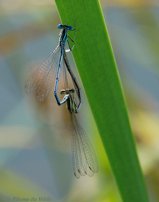 Agrion larges pattes