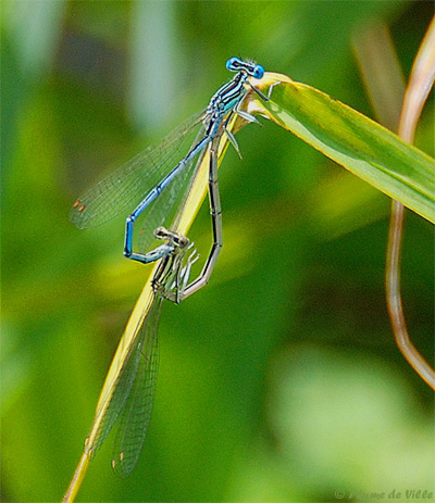 Agrion larges pattes