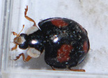 Harmonia axyridis