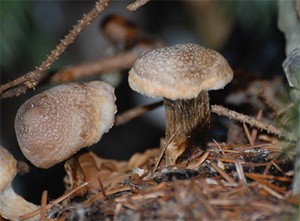 Champignon