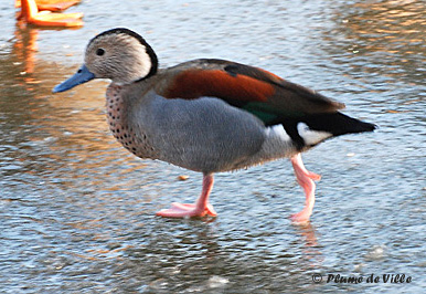 Sarcelle &agrave; collier noir.