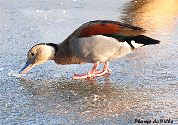 Sarcelle &agrave; collier