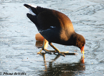 Gallinule poule d'eau