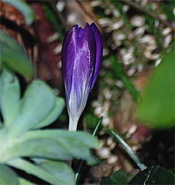 Crocus