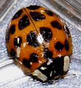 Coccinelle