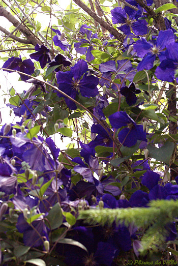 Cl&eacute;matite Jackmanii