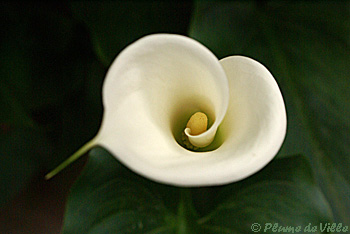 Zantedeschia aethiopica