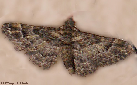 Fausse eupith&eacute;cie