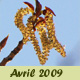 Avril 2009