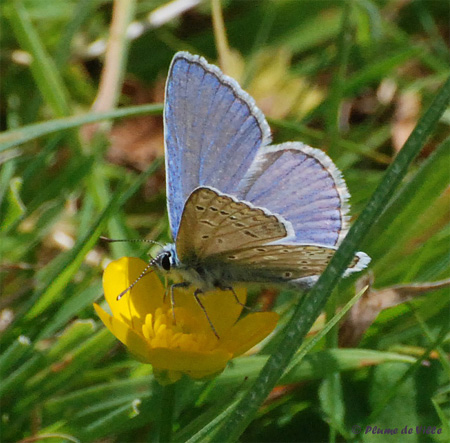 L'Azur&eacute; commun
