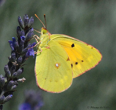Souci Colias crocea Pieridae Coliadinae