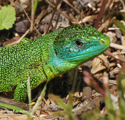 L&eacute;zard vert