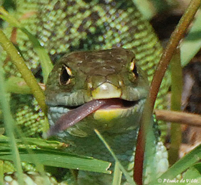 L&eacute;zard vert