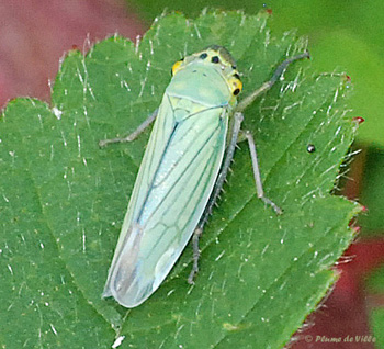 La Cicadelle verte. Cicadella viridis