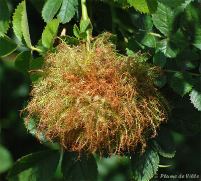 B&eacute;d&eacute;gar