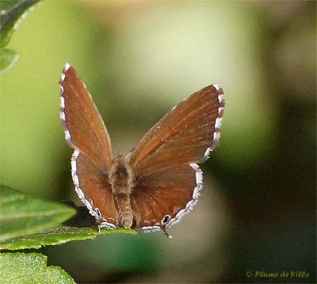 Brun du p&eacute;largonium