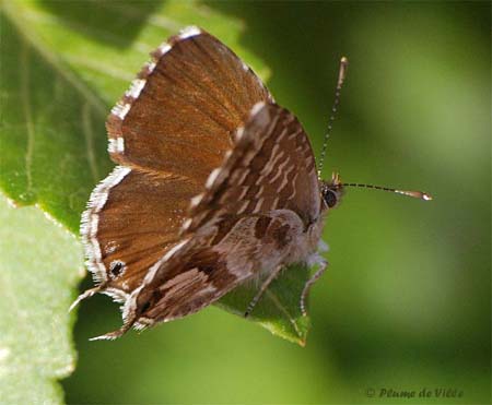 Brun du p&eacute;largonium