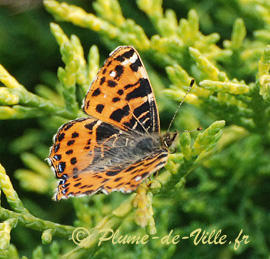 La Carte g&eacute;ographique. [Araschnia levana